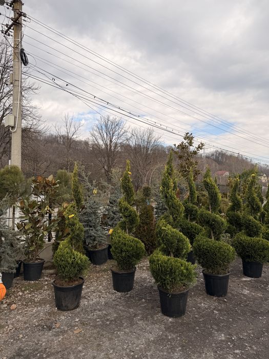 Leylandii gold rider