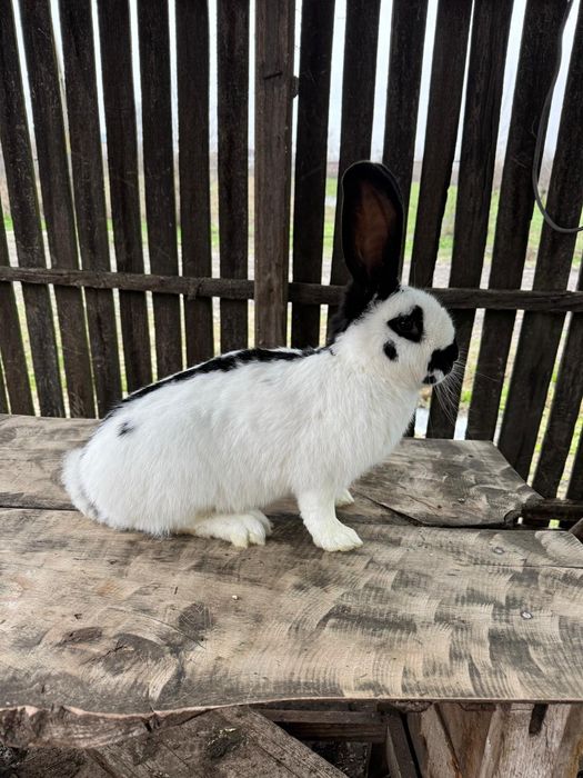 Mascul charly fluture