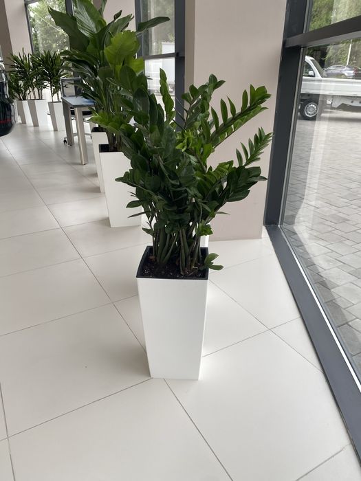 фикус долларовое дерево цветы растения озеление