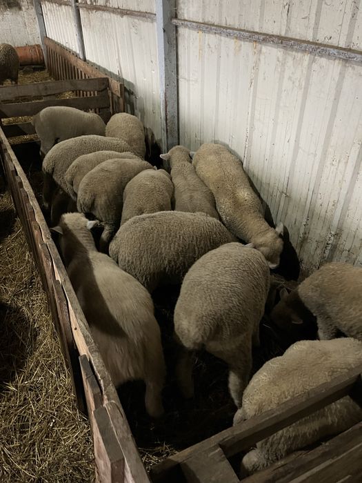 Berbeci rasă de carne île de france