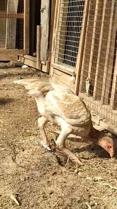 Шоже кораздар бойцовый дакандар сатылады