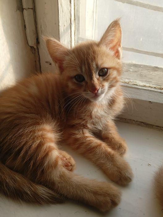 Ачеравашка котик