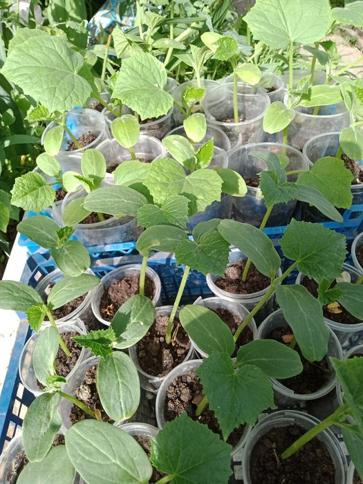 Продам рассаду огурцов и помидор