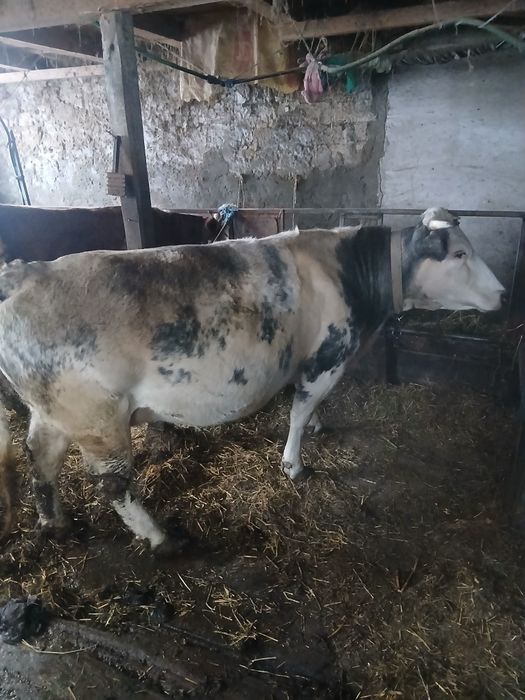 Vaca gestanta de vanzare