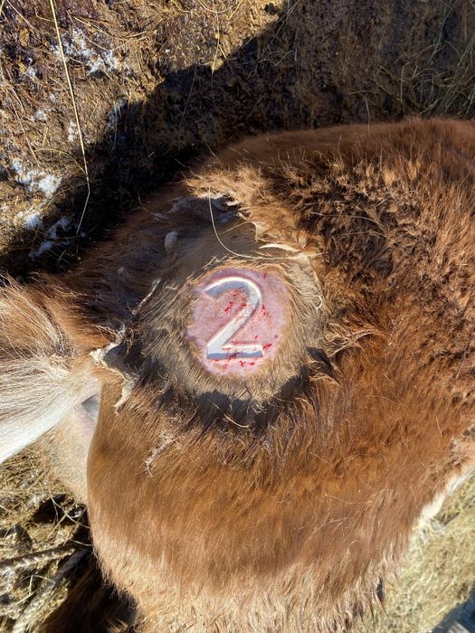 Тавро клемо танба 3000