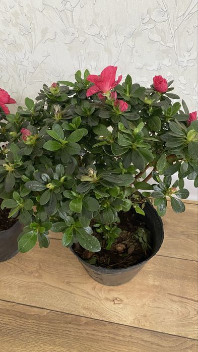 Цветы Азалия 40см