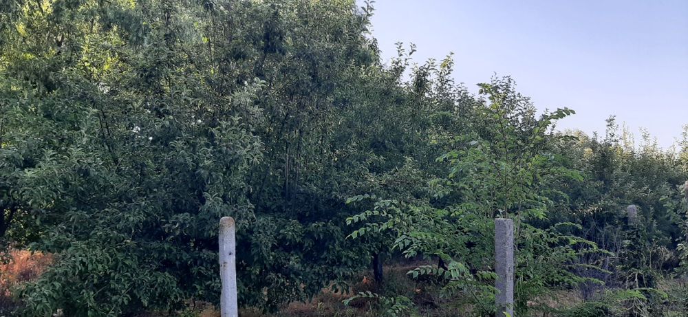 Продава се Земеделски имот в с. Конуш, Област Пловдив -  кв.м за 20000 €/дка - Снимка #6