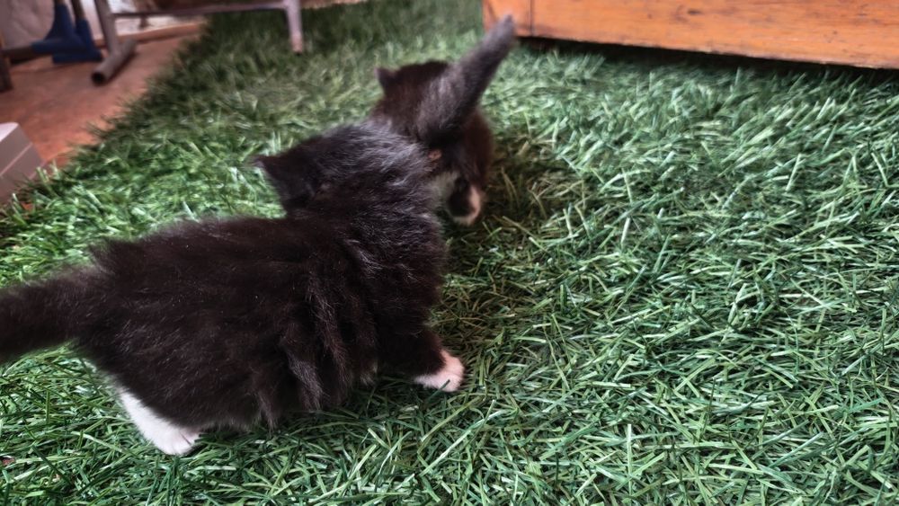 Котята ищут любящий дом