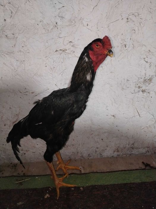 Dakan Xo'roz sotladi