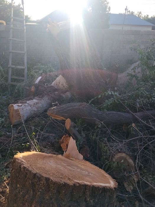 Отын тегін алып кетіңіздер