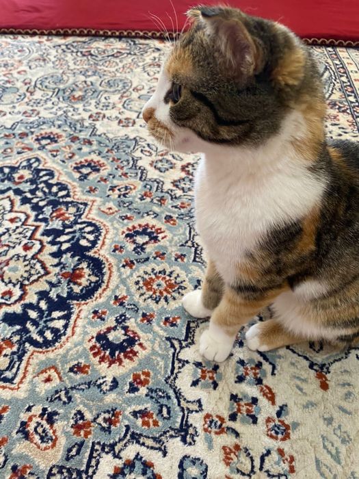 котик  породистые