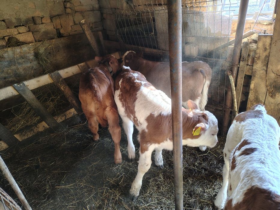 De vânzare vitele baltate