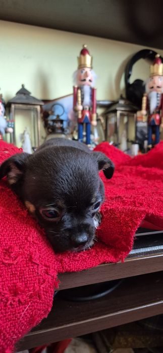 Chihuahua baietel cu acte