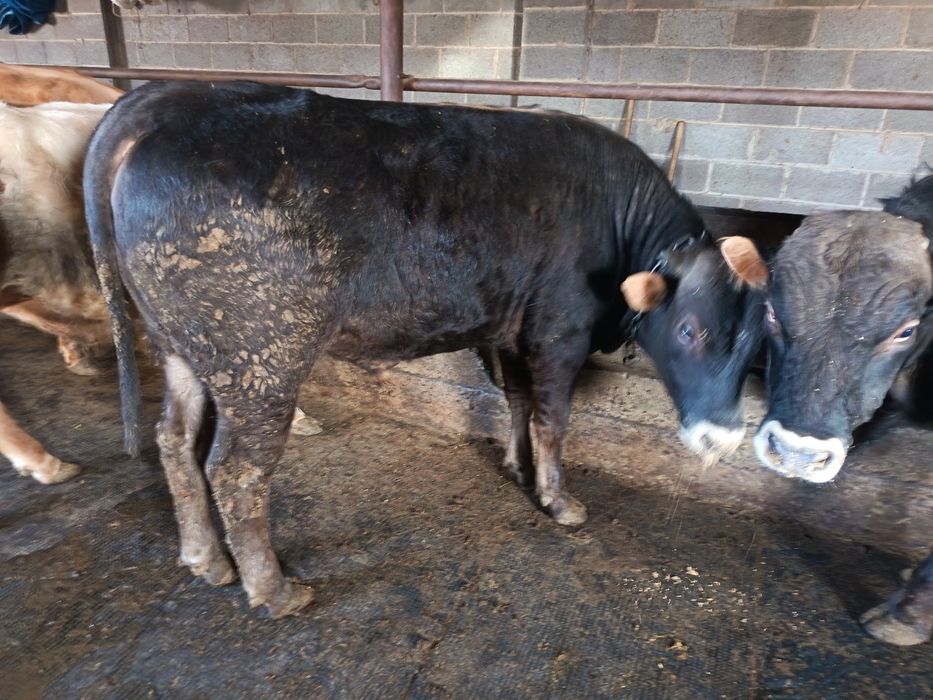 Продам породистых Быков!