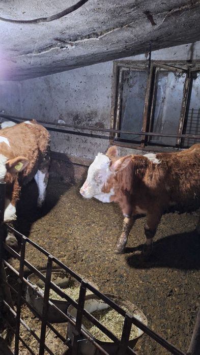 Vand 3 taurasi baltata romaneasca