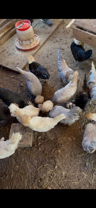 Vand oua motata olandeza