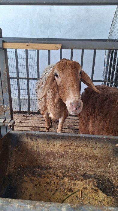 Qo'y qafasi sotiladi