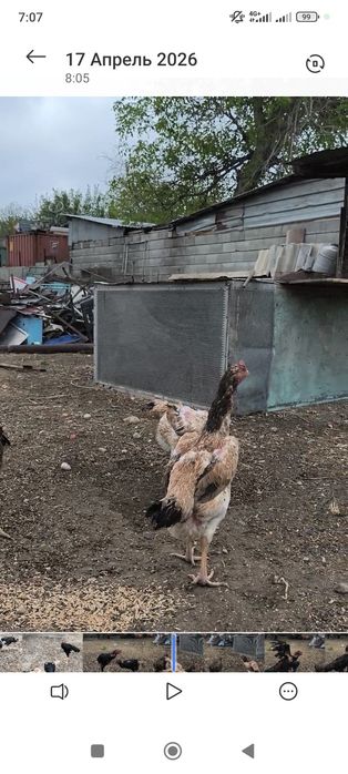 Яйца от хороший семейки