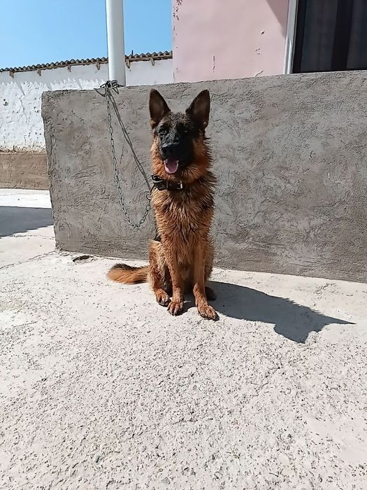 Немецкий овчарки