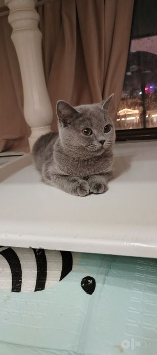 Кошка British Shorthair