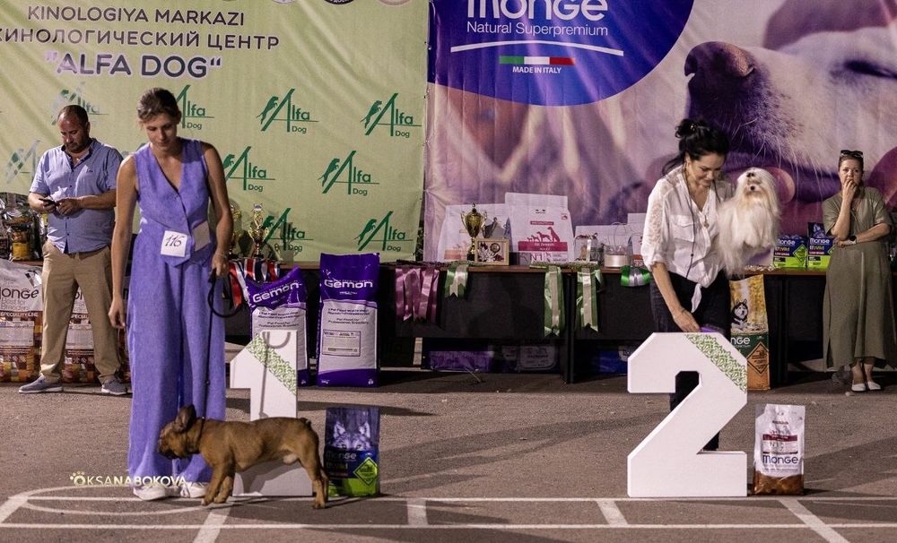 Вязка. Кобель французского бульдога