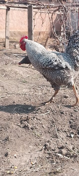 5 мыннан штуг келсм бар