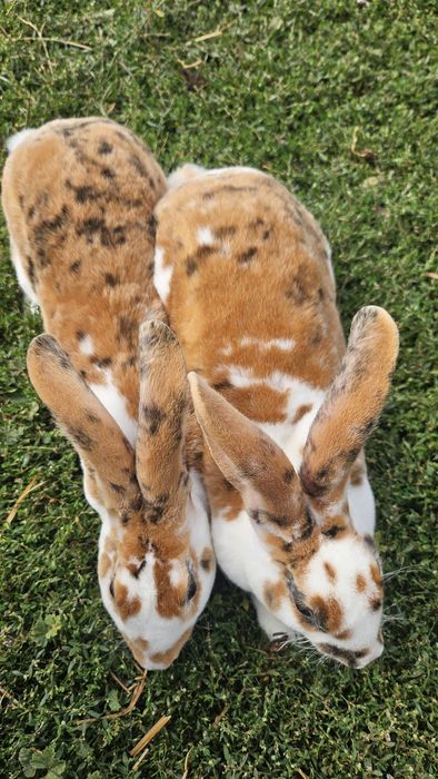 Vând femele rex tricolor