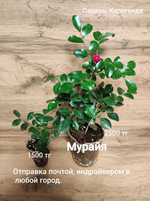 Каштан,Мурайя,рипсалидопсис