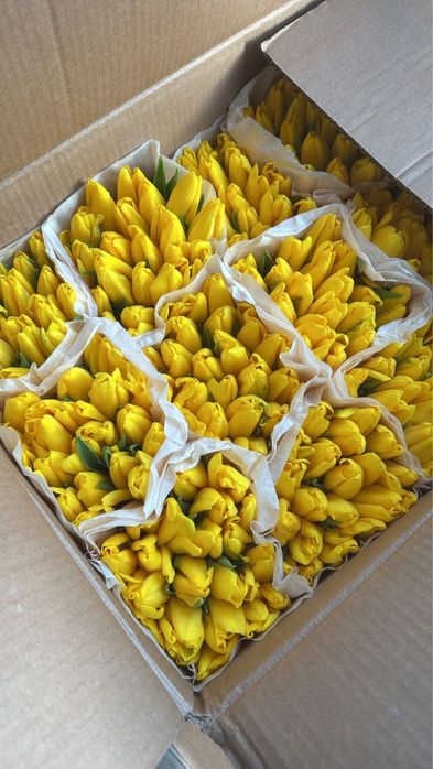 Премиальные белорусские тюльпаны