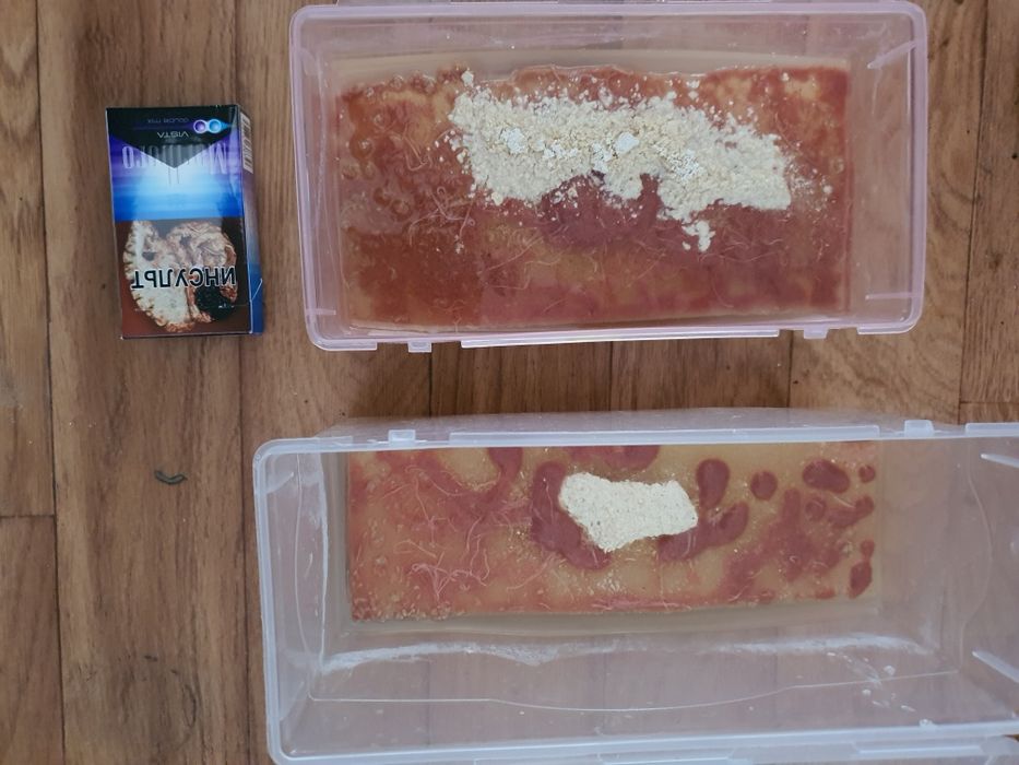 Аулофорус в перемешку с изей