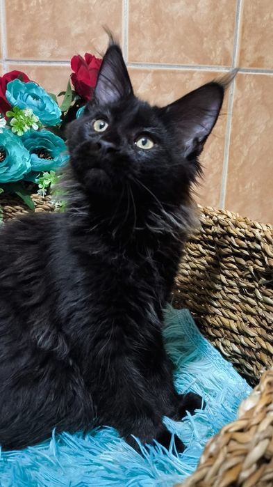 ШИКАРНЫЕ- ЧЁРНЫЕ ( детки ) Мейн кунов