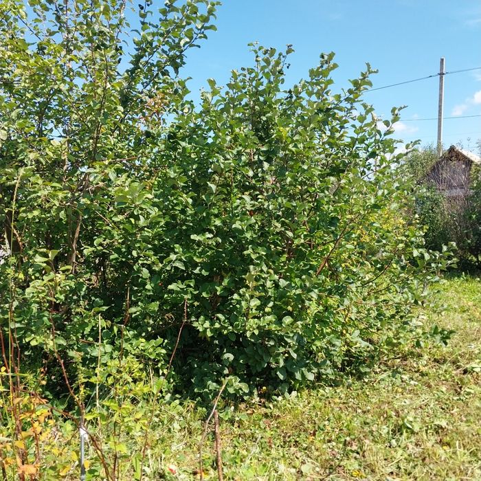 Продам дачу.новопавловка