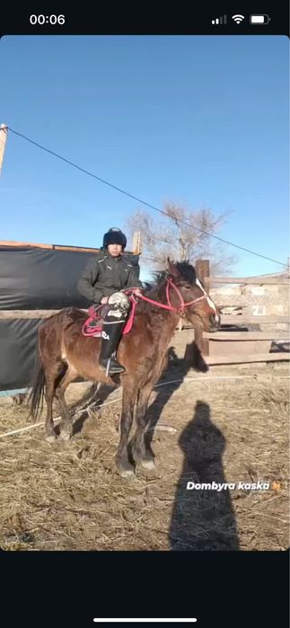 Айғыр сатылады Полукровка Жартықанды