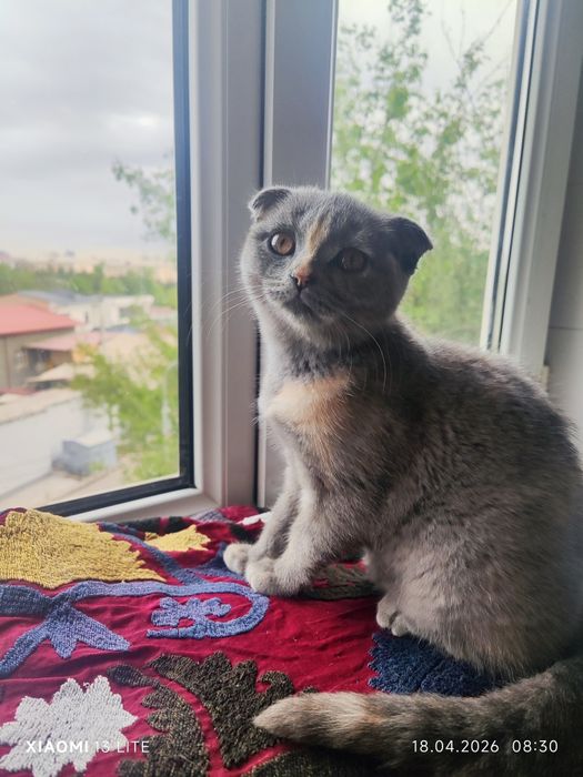 Продаётся котёнок - скотиш фолд