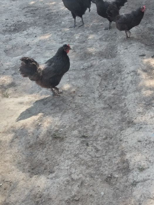 Qora shahzoda tuxumlari bor. Ishonchli va sifatli.