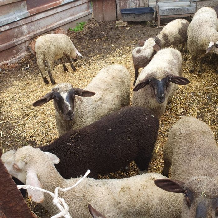 Агнета – здрави и домашно отглеждани