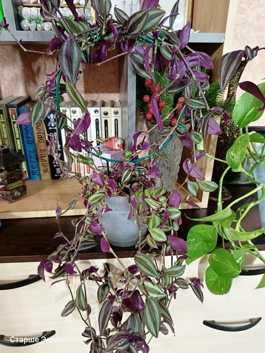 Комнатные растения