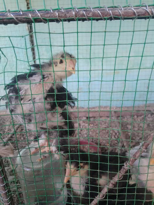 bramalar sotiladi zoti toza