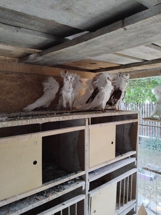 Porumbei gulerati (maria stuart)