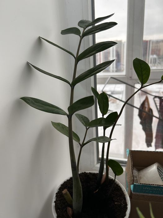 Замиокулькас (долларовое дерево)