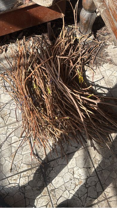 Девичий виноград на быстрое озеленение