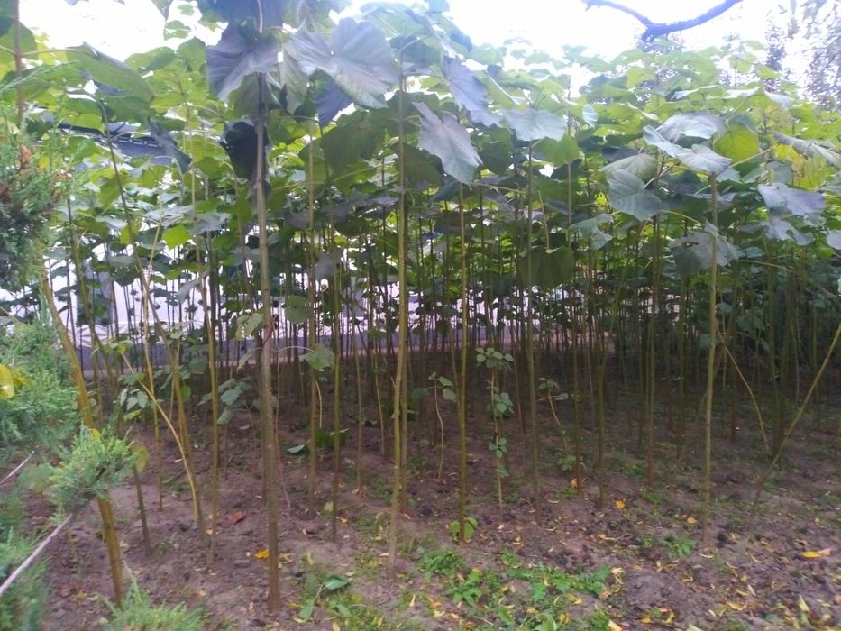 Павлония. 1.5 метрдан 6 метргача