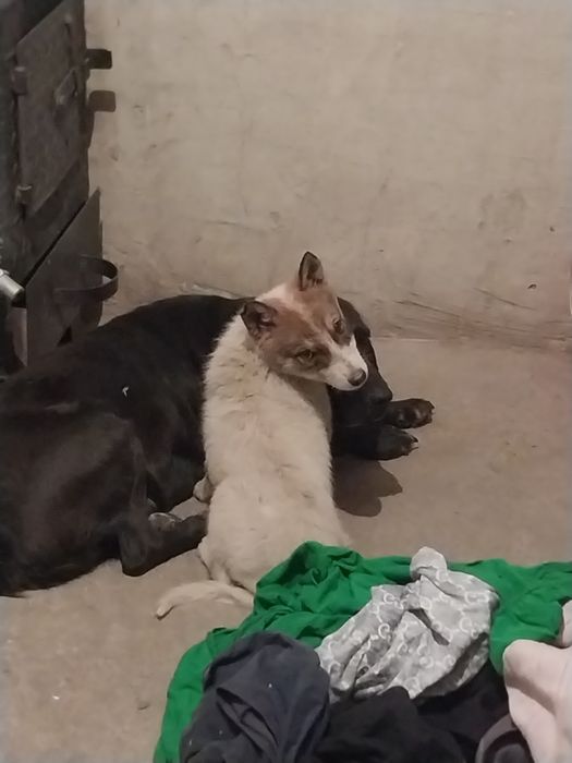 Лайка продаётся 3.5 месяца