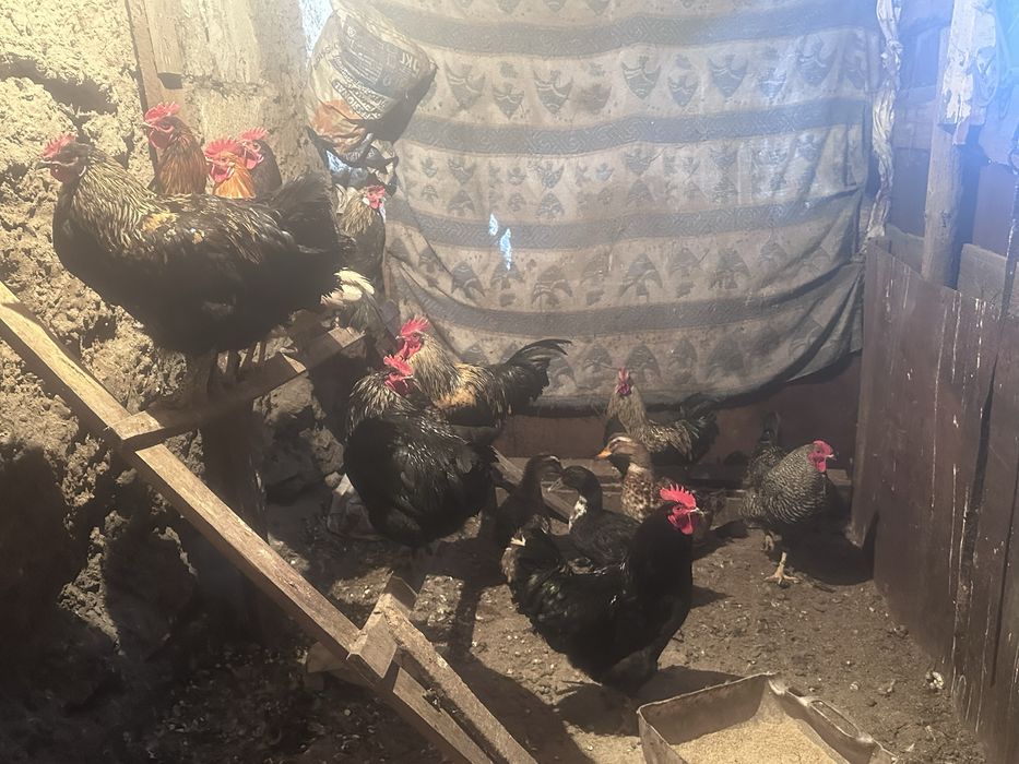 Петухи и утка