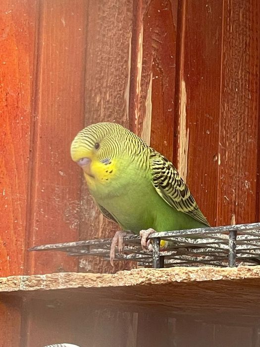 Papagali perusi diferite culori