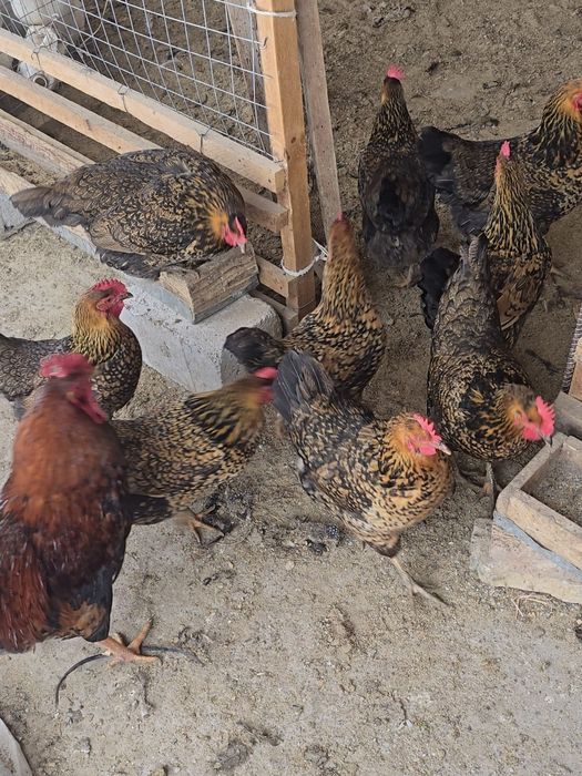 Кучинский сицывый