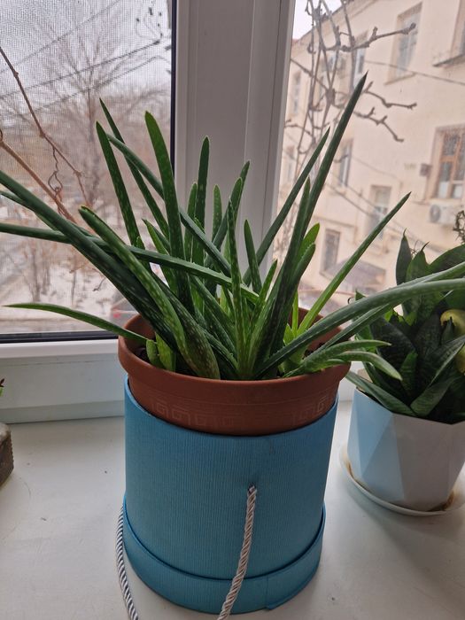 Алоэ Вера, горшок с отростками (10 штук)
которое широко применяется в