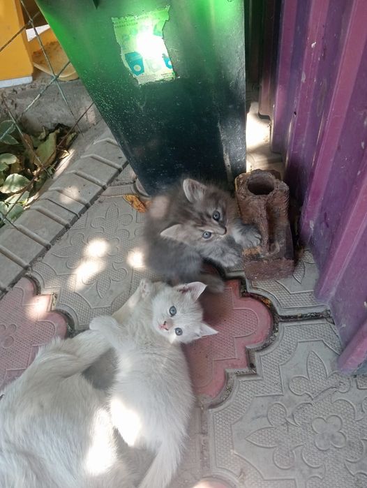 Котята бесплатно!