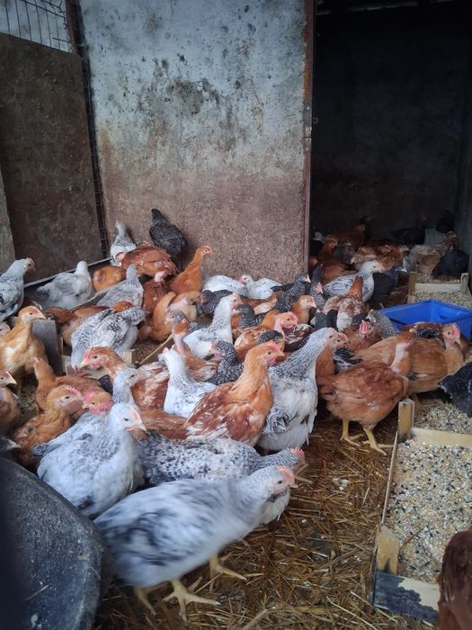 Pui rasa mixta  1.2/1.3 kg cu certificat de sănătate