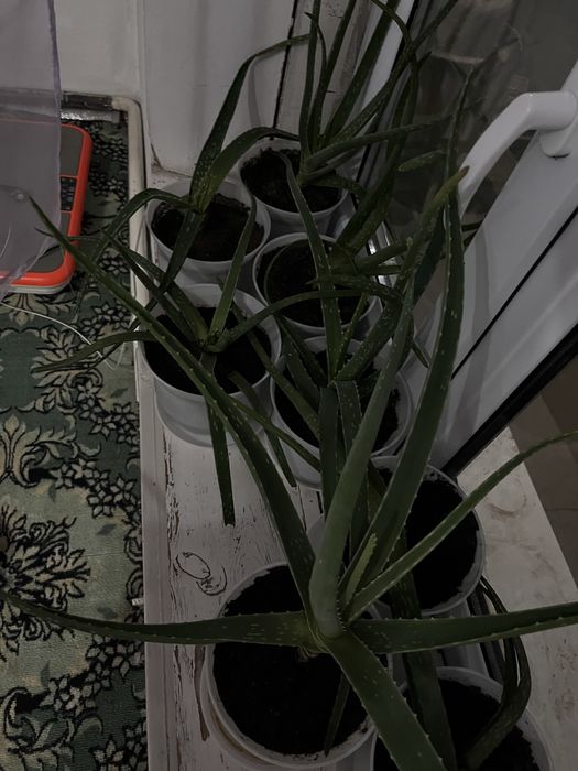 Алоэ комнатные цветы